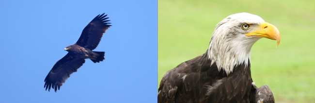(좌) 검독수리, (우) 흰머리수리