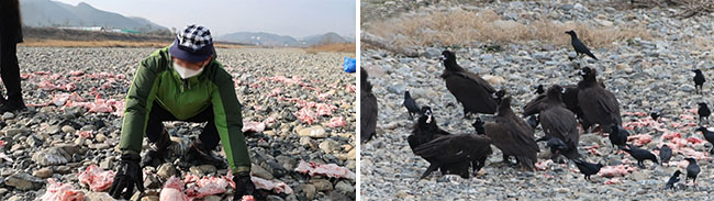 (좌) 독수리 먹이를 바닥에 두는 모습, (우) 독수리와 까마귀가 먹이를 먹고 있다