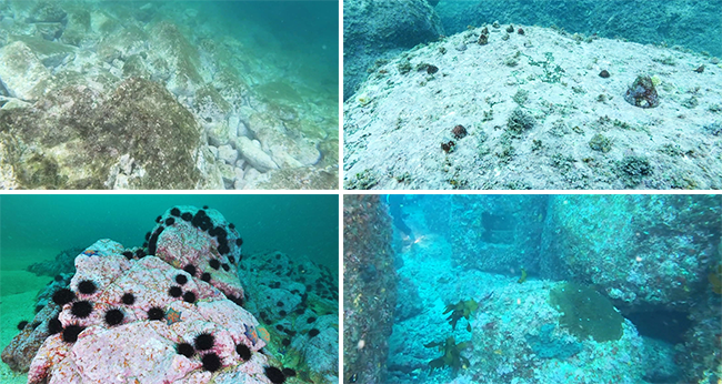 갯녹음이 나타난 바닷속 모습