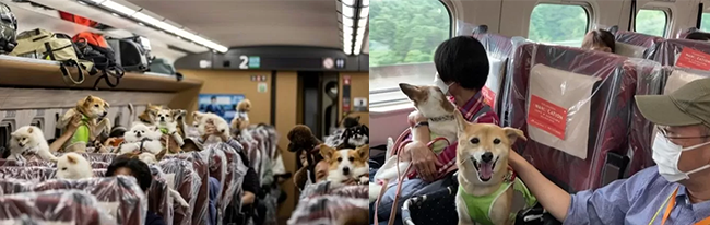 신칸센 탄 댕댕이들