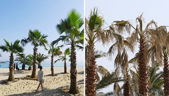 푸릇푸릇했던 생기를 잃고 점점 누렇게 말라 죽어가는 야자수 전후 모습