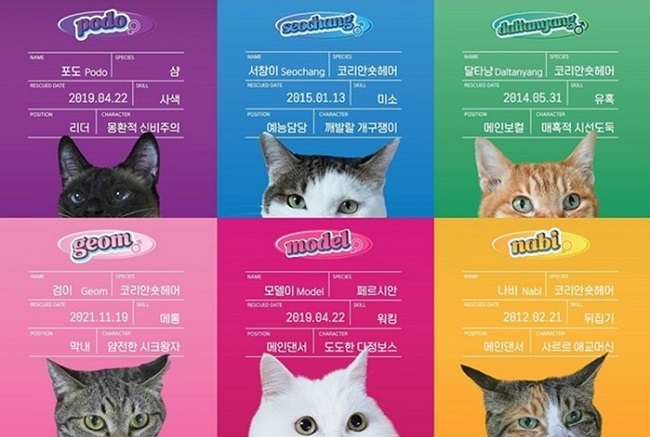 11키티즈 멤버 소개