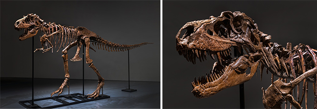 고르고사우루스 화석