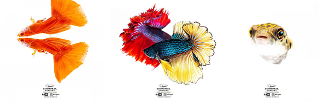 (왼쪽부터) 알비노풀레드 구피, 하프문 베타, 초록 복어 / 출처 : 주니멀 이건우 포토그래퍼