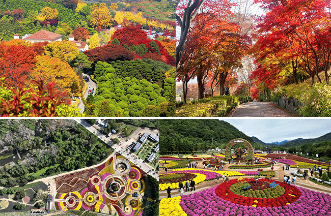(위) 베어트리파크 단풍 축제, (아래) 인제 가을꽃 축제 / 출처 : 인스타그램 @beartreepark, 인제군